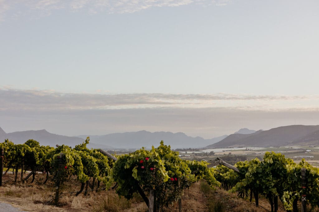 Weinberge bei Wellington und Stellenbosch
