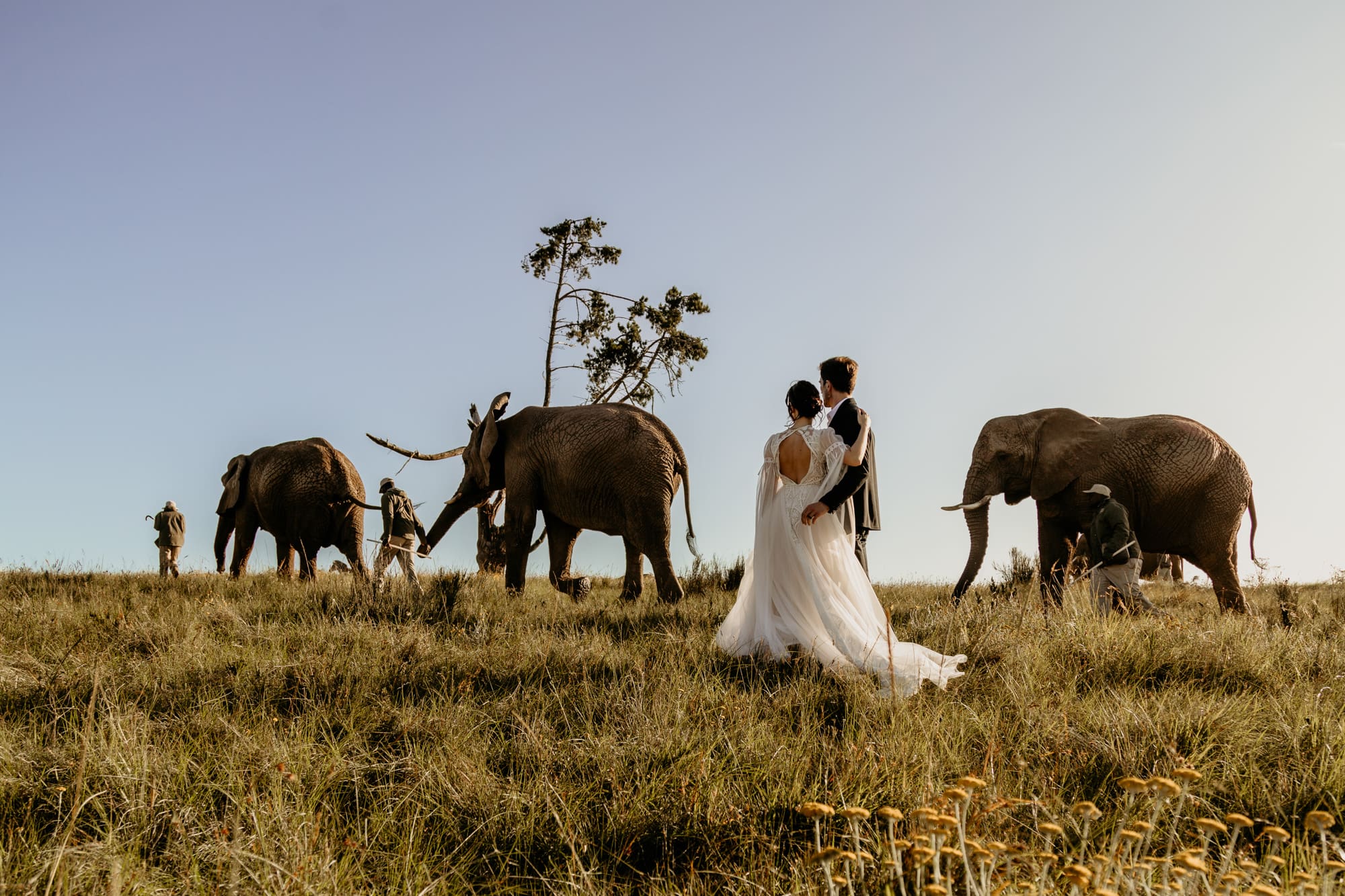 Destination Wedding Safari in Südafrika mit Elefanten